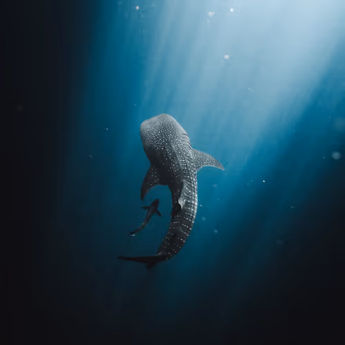 Remint of 0x70a49b4a057fcde7e17e263855a6e56919e8e6e4 Token ID 1