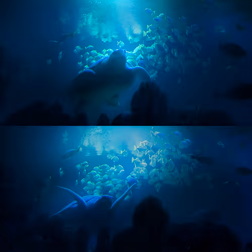 Aquaria's Turtles