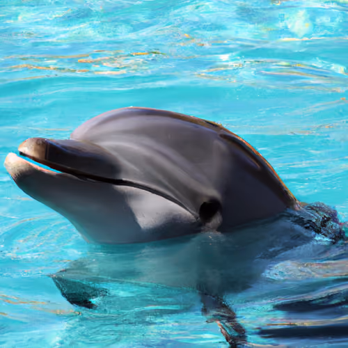  Friendly dolphin