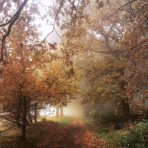 autumn forest