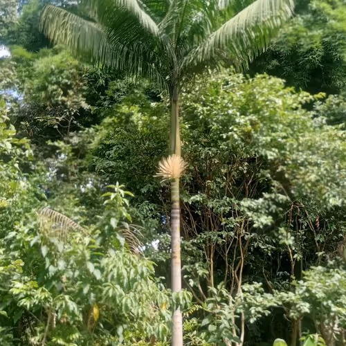 Juçara seeds