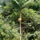 Juçara seeds