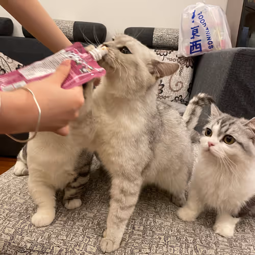lovely cats