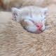 Pussy Cat