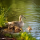 thisDuckIsNotExist