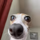 doggy