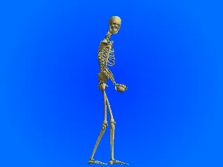 skeleton