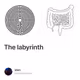 The labyrinth-optimism
