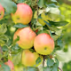 Apple tree Zora