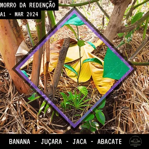 Ninhos da Redenção