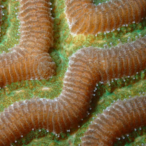 💚🔴Optimistic Polyps🔴💚