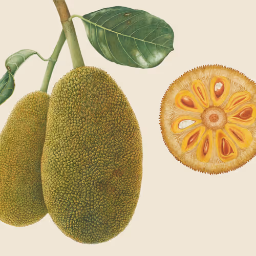 Jackfruit seeds 2023