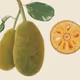 Jackfruit seeds 2023