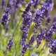 Lavandula angustifolia