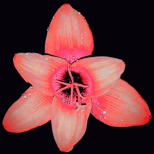 Rain Lily DM12