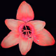 Rain Lily DM12