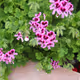 Pelargonium