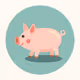 pig