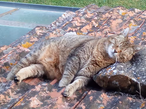 Item #80879840001451919384001045261058892020911433267621717443310830747649 Media