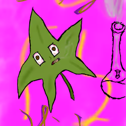 Sativa