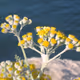 Helichrysum italicum
