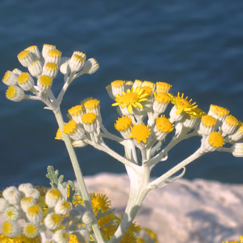 Helichrysum italicum