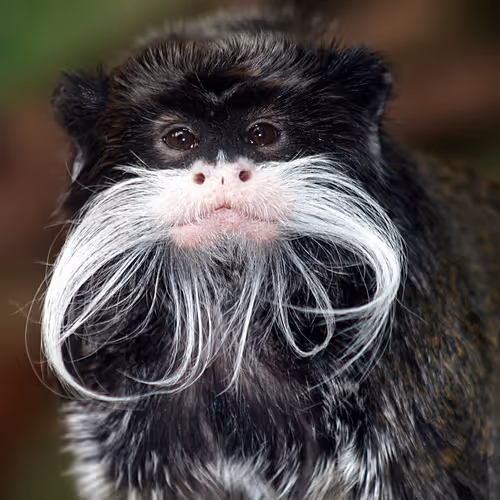 Tamarin #1