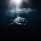 Dangerous shark