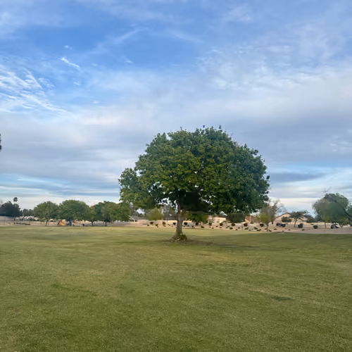 🌳