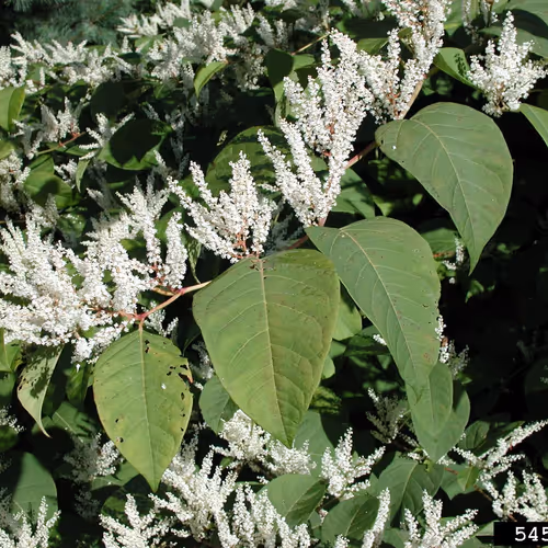 Japanese knotweed