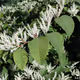 Japanese knotweed