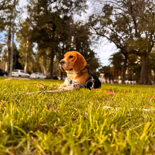 Beagle 