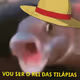 REI DAS TILAPIAS DANE-SE