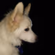 Pluto
