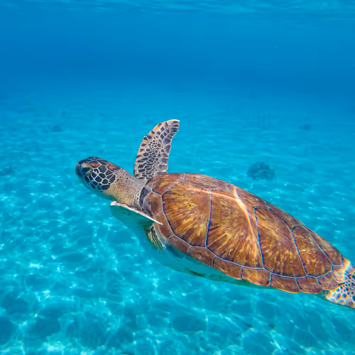 Free MINT.fun airdrop points - flying turtle