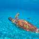 Free MINT.fun airdrop points - flying turtle