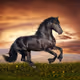 Horsescroll