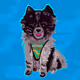 Myth’s Garbage Dump VIP #7 – Pepper