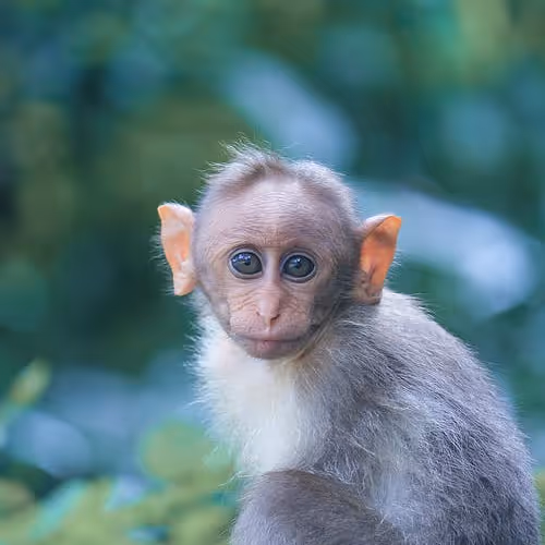 Innocent Monkey