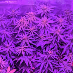 Happy little treez #5