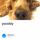 pooddy