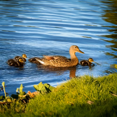 superDucks #0