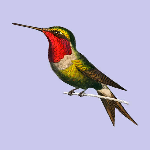 Hummingbird Collection