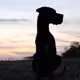 Majestic Dog