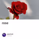 rose - I4xgpQAQ83
