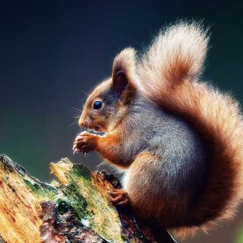 Animal 7