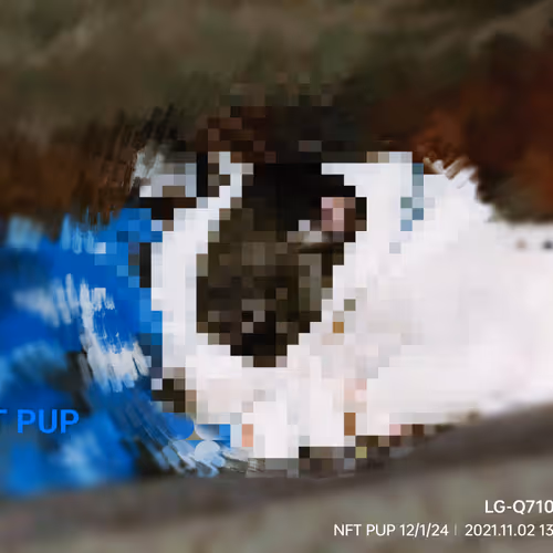 NFT PUP