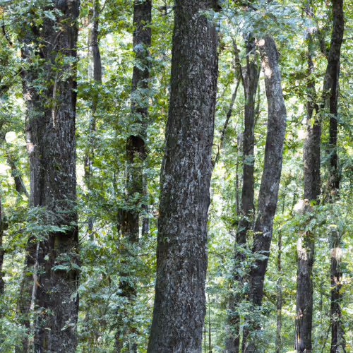 tReeforest