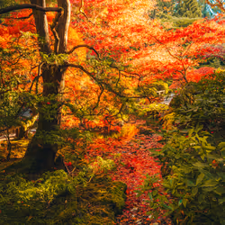 Tree of Tranquility