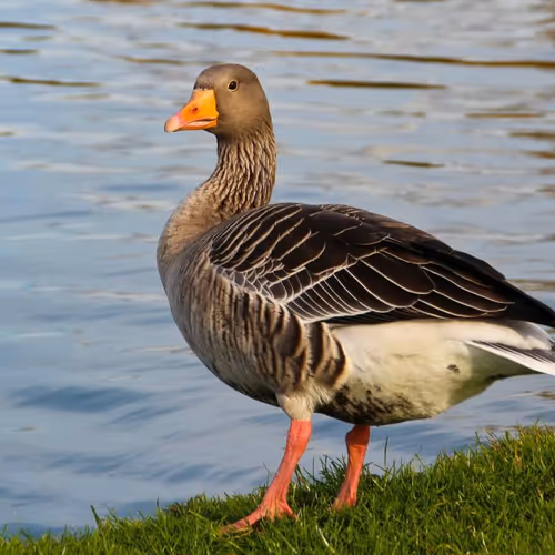 birds